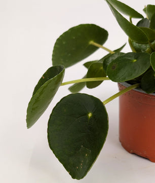Pilea Peperomioides 12cm Pot Houseplant