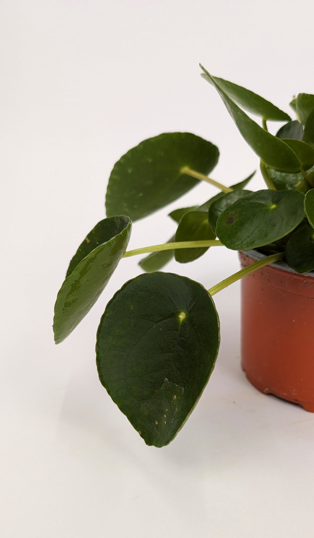 Pilea Peperomioides 12cm Pot Houseplant
