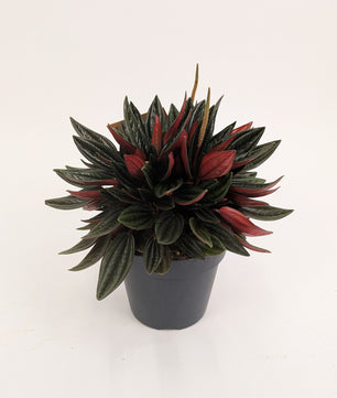 Peperomia Caperata Rosso 12cm Pot House Plant