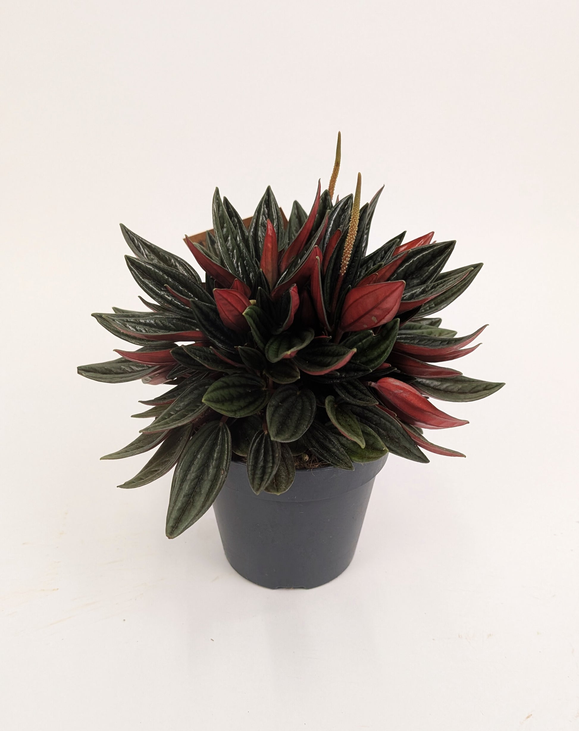 Peperomia Caperata Rosso 12cm Pot House Plant
