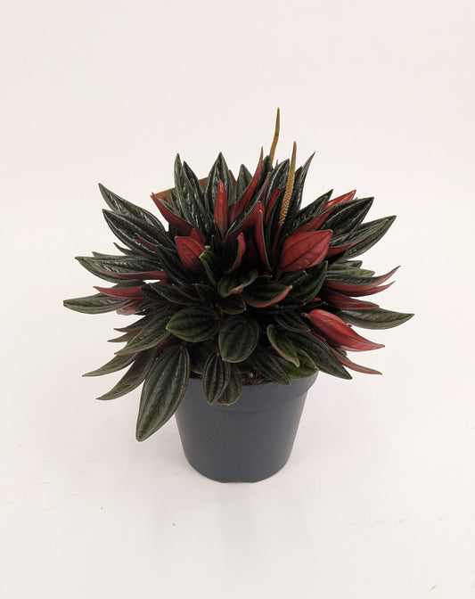 Peperomia Caperata Rosso 12cm Pot House Plant