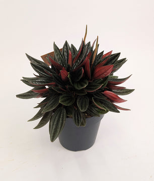 Peperomia Caperata Rosso 12cm Pot House Plant