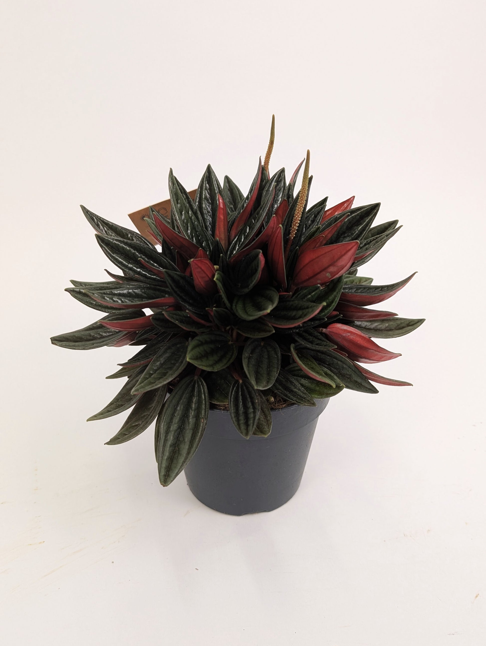 Peperomia Caperata Rosso 12cm Pot House Plant