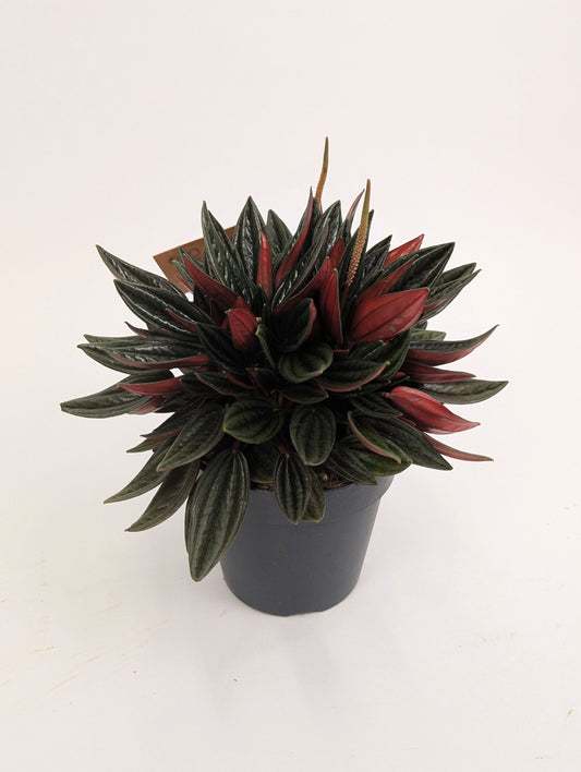 Peperomia Caperata Rosso 12cm Pot House Plant