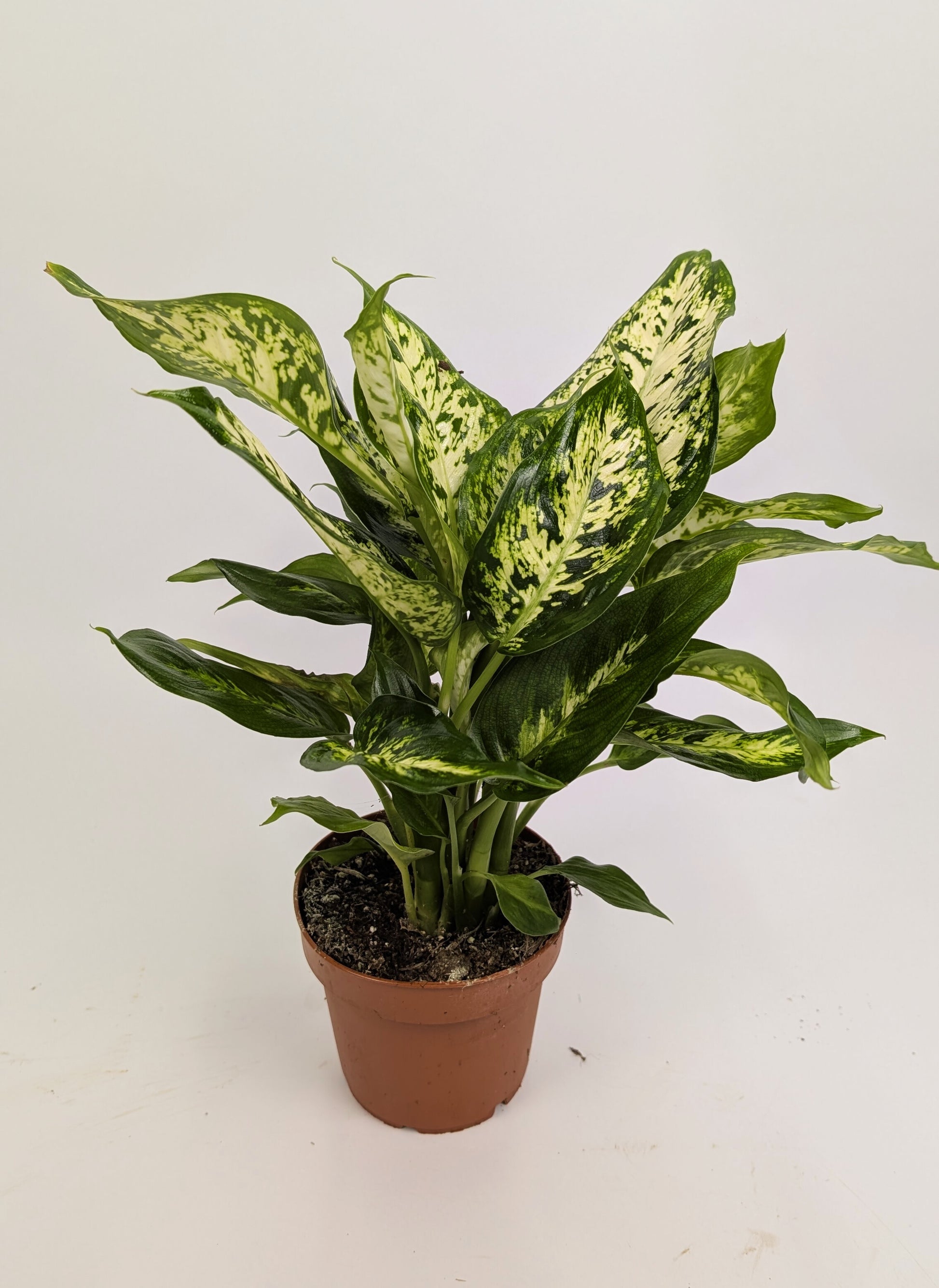 Dieffenbachia Compacta Dumb Cane 12cm Pot House Plant