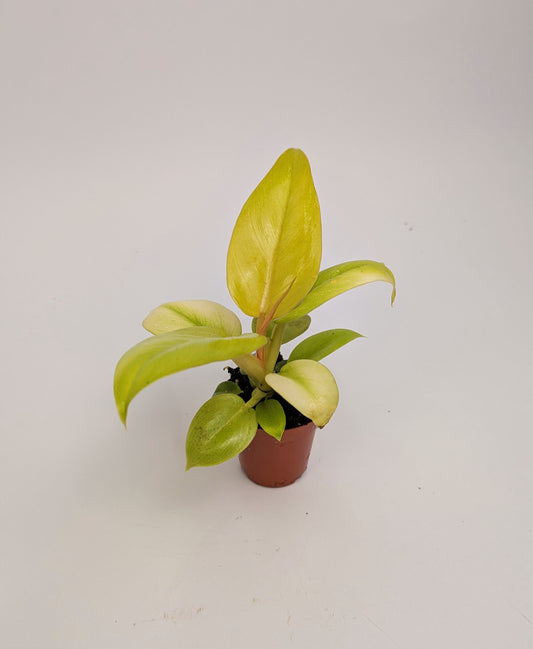 Philodendron Melinonii Gold 6cm Pot Houseplant
