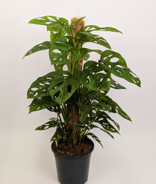 70 - 80cm Monstera Adansonaii Monkey Mask Mosspole 17cm Pot