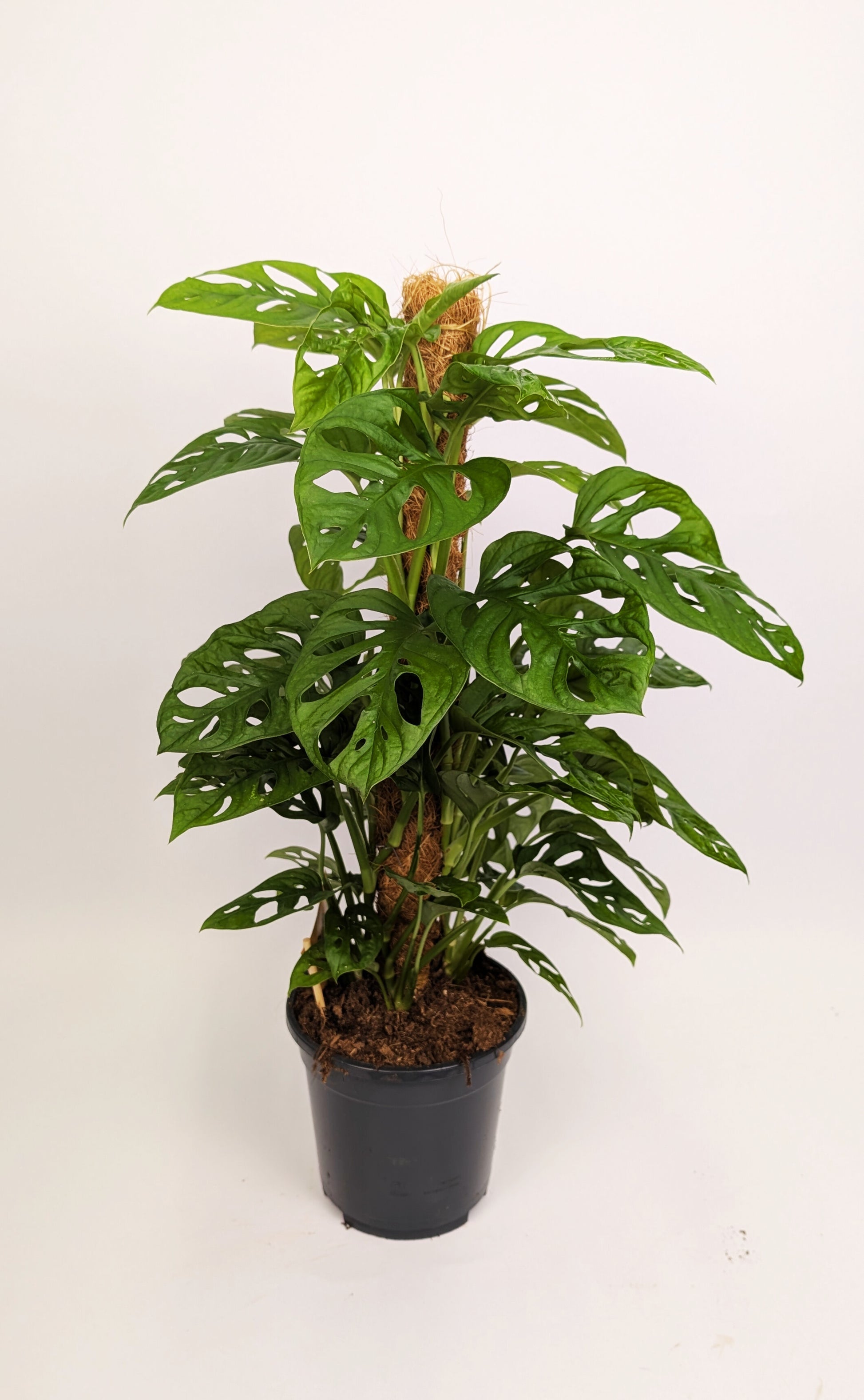 70 - 80cm Monstera Adansonaii Monkey Mask Mosspole 17cm Pot