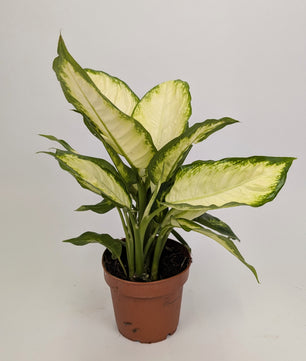 Dieffenbachia Camilla Dumb Cane 12cm Pot Houseplant