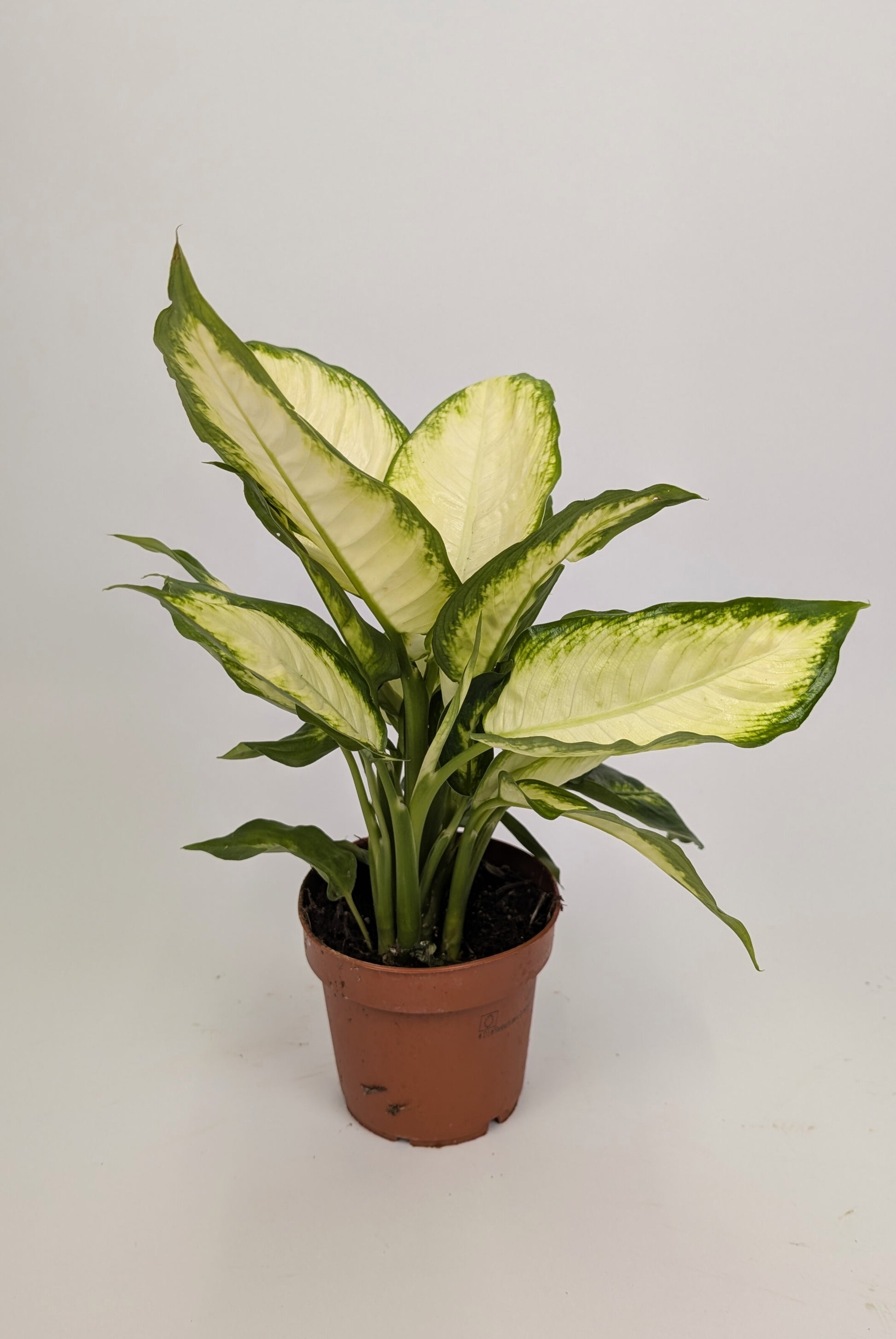 Dieffenbachia Camilla Dumb Cane 12cm Pot Houseplant