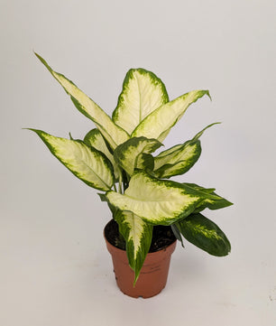 Dieffenbachia Camilla Dumb Cane 12cm Pot Houseplant