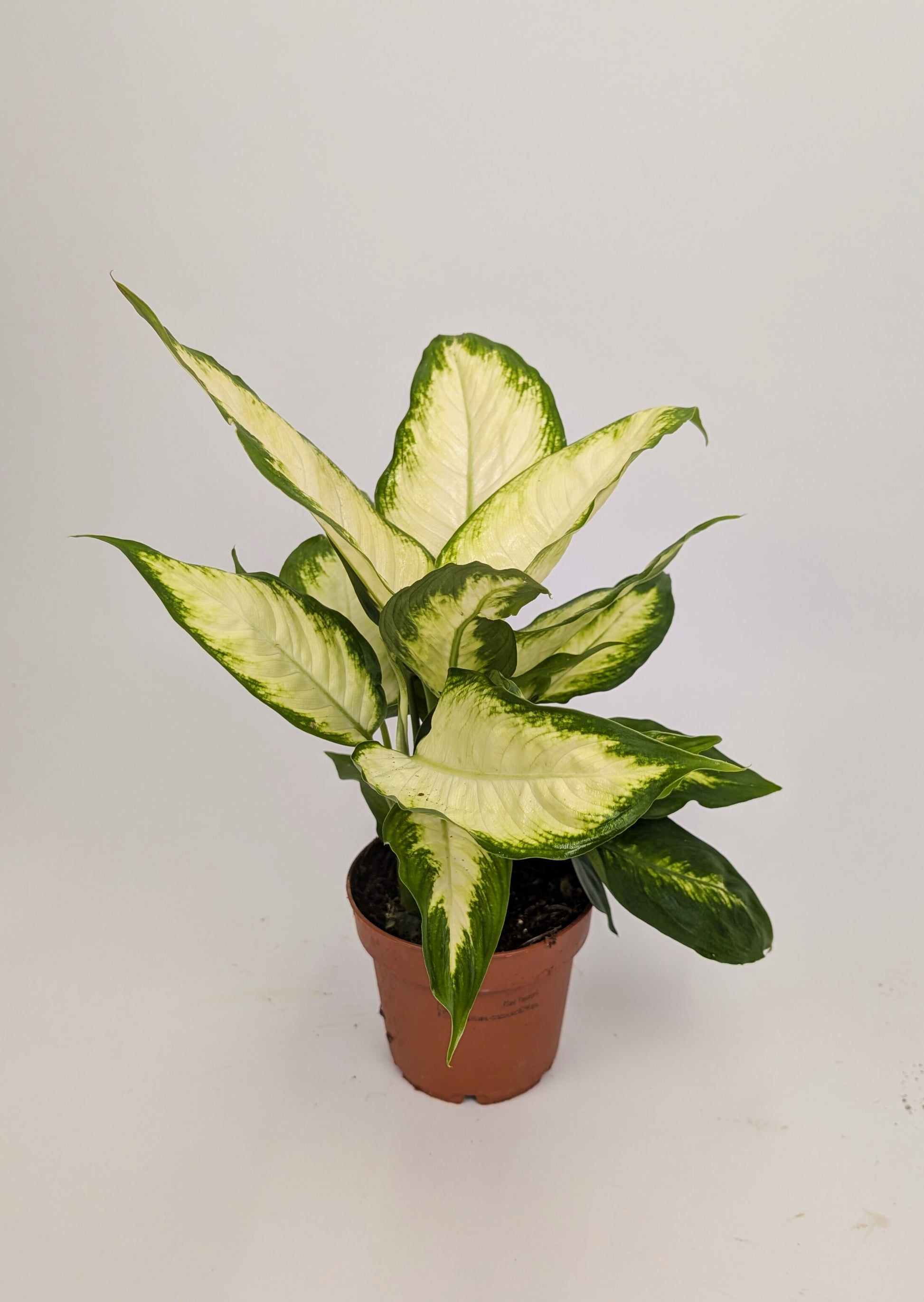 Dieffenbachia Camilla Dumb Cane 12cm Pot Houseplant