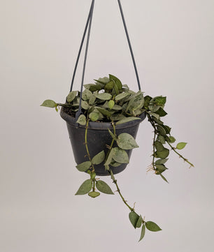 Hoya krohniana 'Eskimo' 14cm Pot Hanging Houseplant