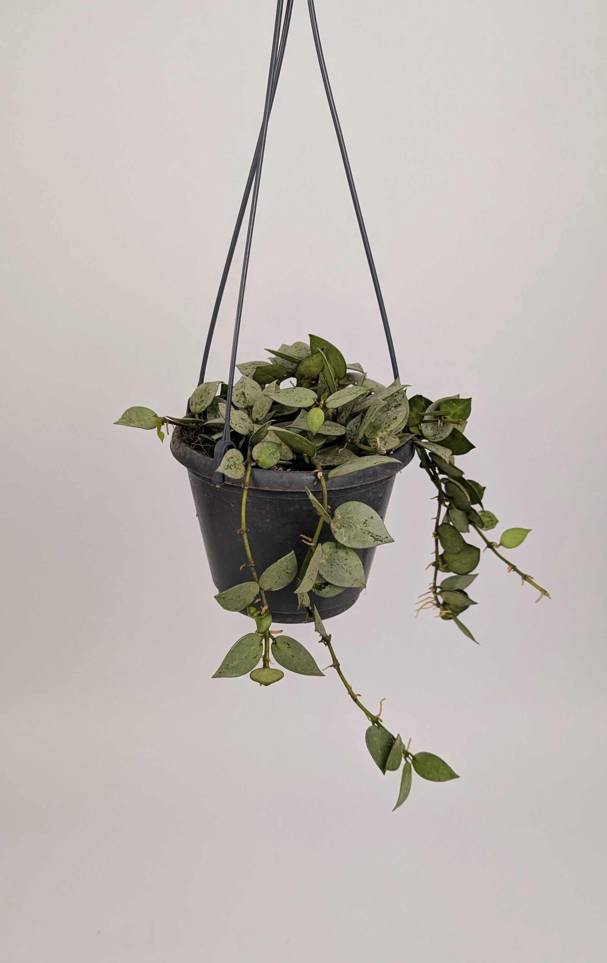 Hoya krohniana 'Eskimo' 14cm Pot Hanging Houseplant