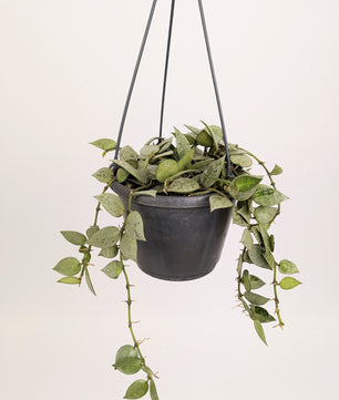 Hoya krohniana 'Eskimo' 14cm Pot Hanging Houseplant