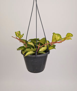 Hoya Carnosa Tri Colour 14cm Pot Hanging Houseplant