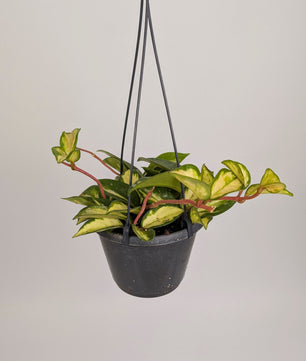 Hoya Carnosa Tri Colour 14cm Pot Hanging Houseplant