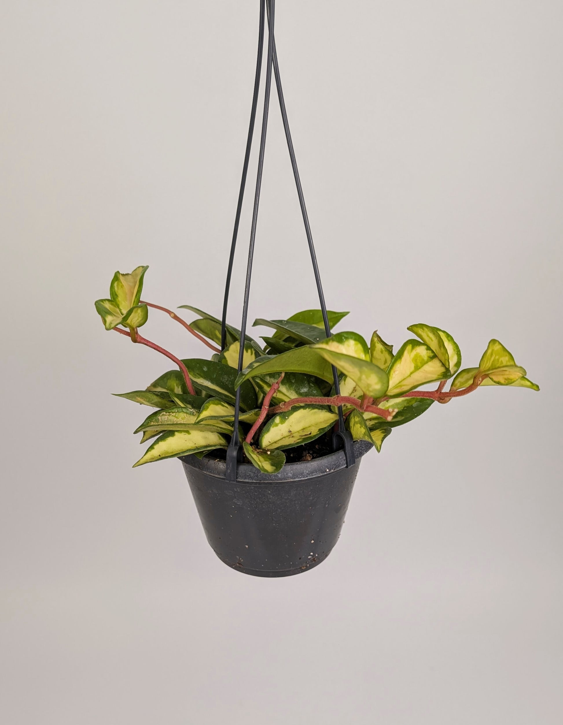 Hoya Carnosa Tri Colour 14cm Pot Hanging Houseplant