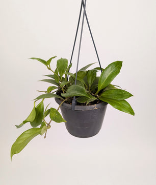 Hoya Pubicalyx "Wax Plant" 14cm Hanging Pot Houseplant