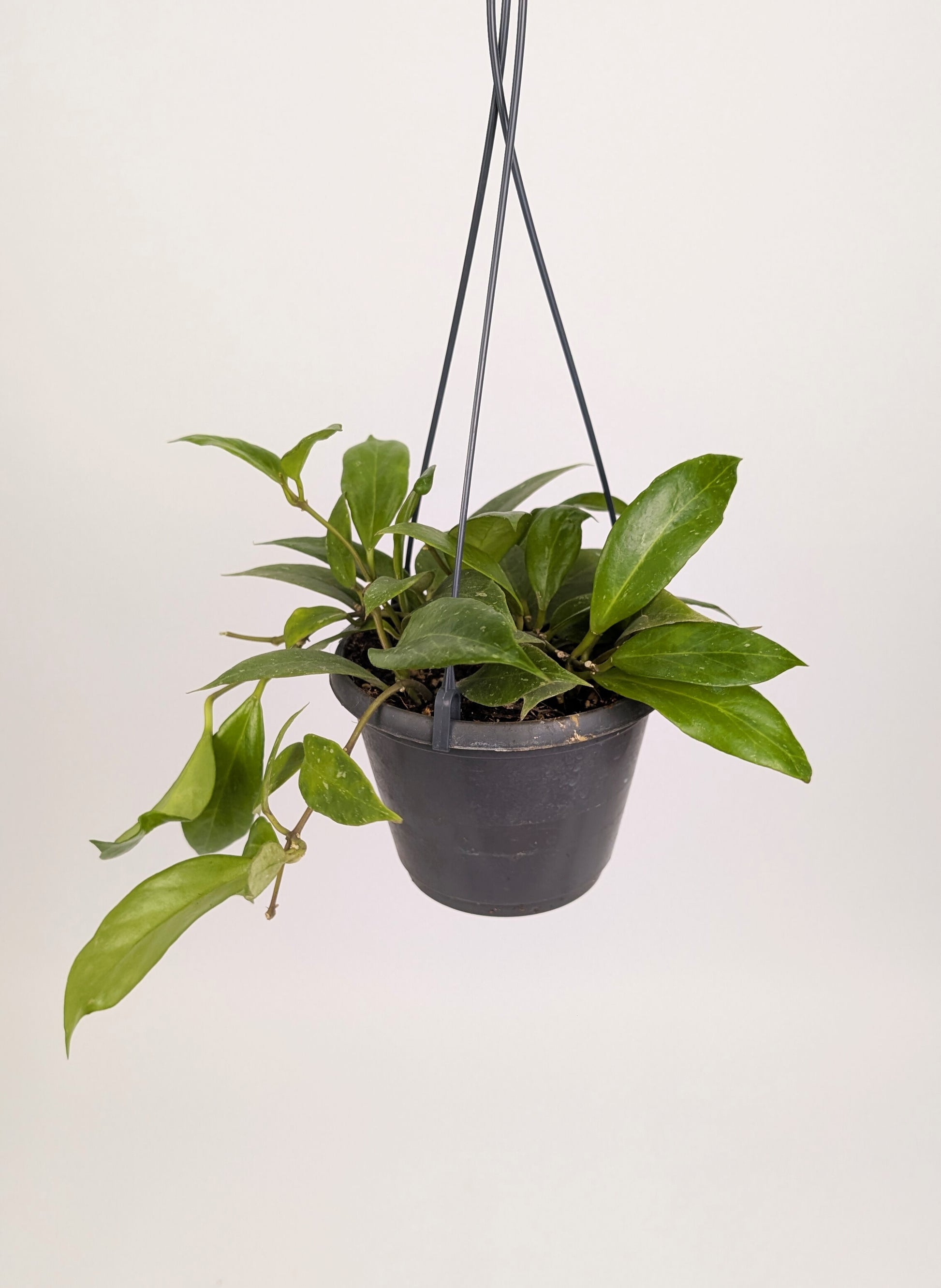 Hoya Pubicalyx "Wax Plant" 14cm Hanging Pot Houseplant