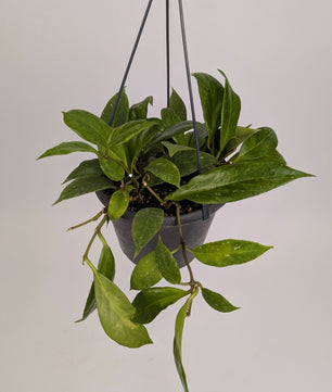 Hoya Pubicalyx "Wax Plant" 14cm Hanging Pot Houseplant