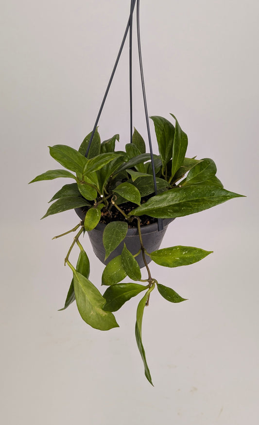 Hoya Pubicalyx "Wax Plant" 14cm Hanging Pot Houseplant