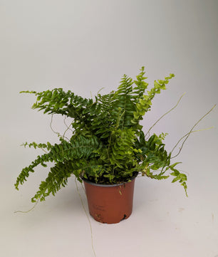 Boston Fern 'Nephrolepis Bostoniensis' 12cm Pot