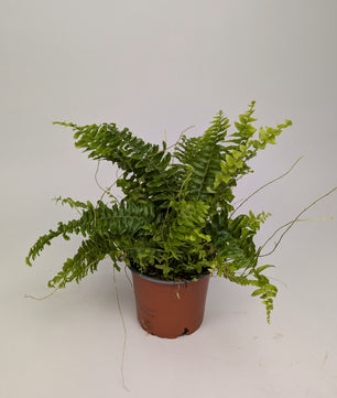 Boston Fern 'Nephrolepis Bostoniensis' 12cm Pot
