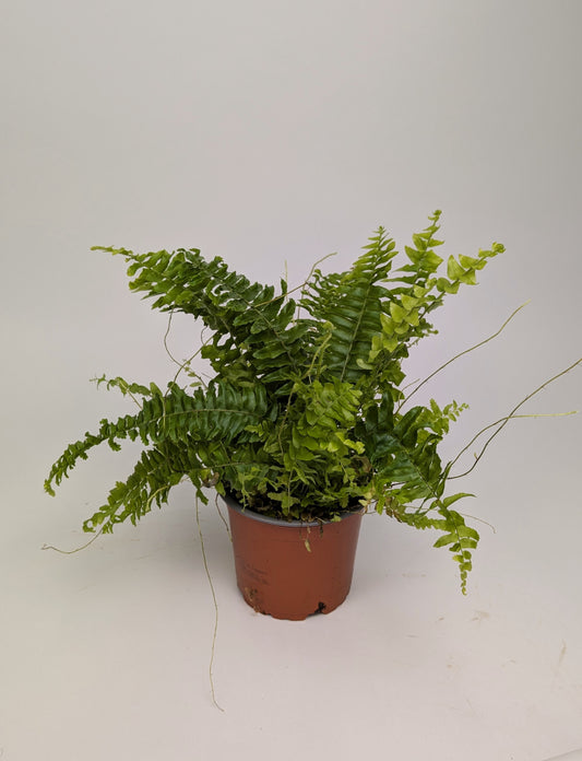 Boston Fern 'Nephrolepis Bostoniensis' 12cm Pot