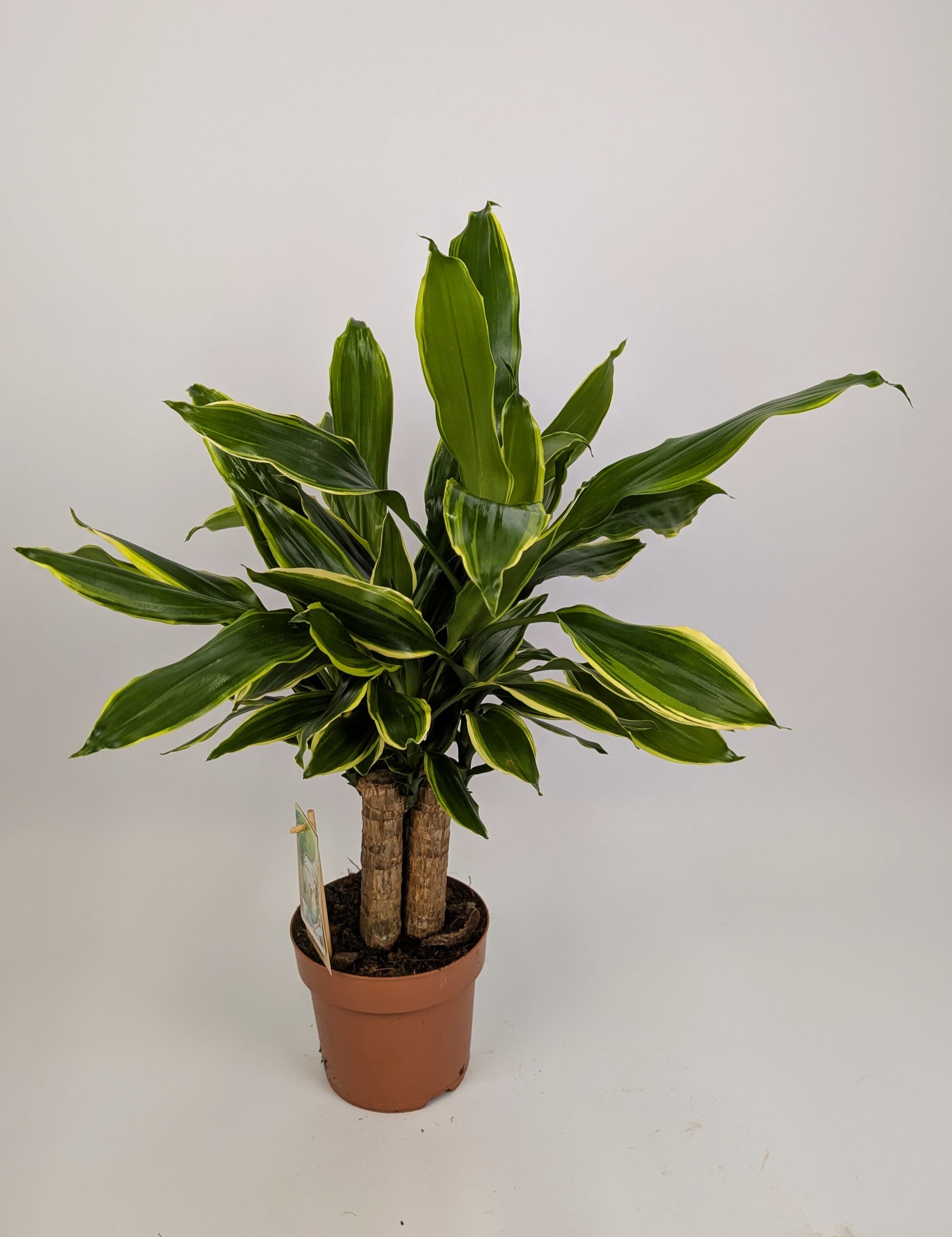 40 - 60cm Dracena Fragrans 17cm Pot Houseplant