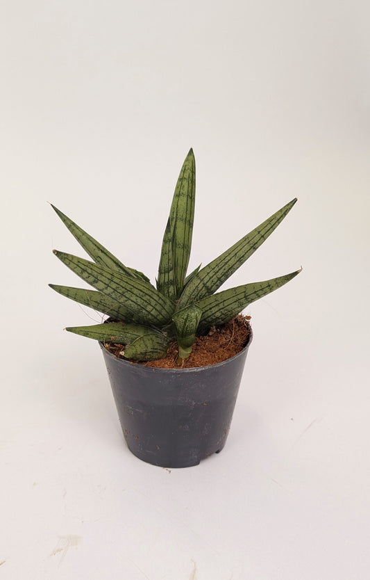 Sansevieria Cylindrica 7cm Pot House Plant