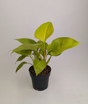 Homolomena Lemon Lime 14cm Pot Houseplant