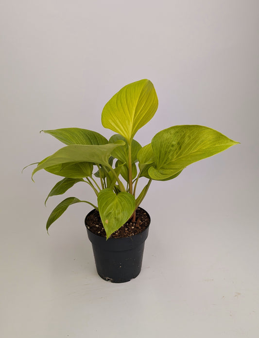 Homolomena Lemon Lime 14cm Pot Houseplant
