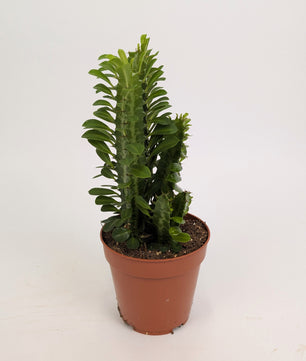 Euphorbia Trigona Cactus 12cm Pot House Plant