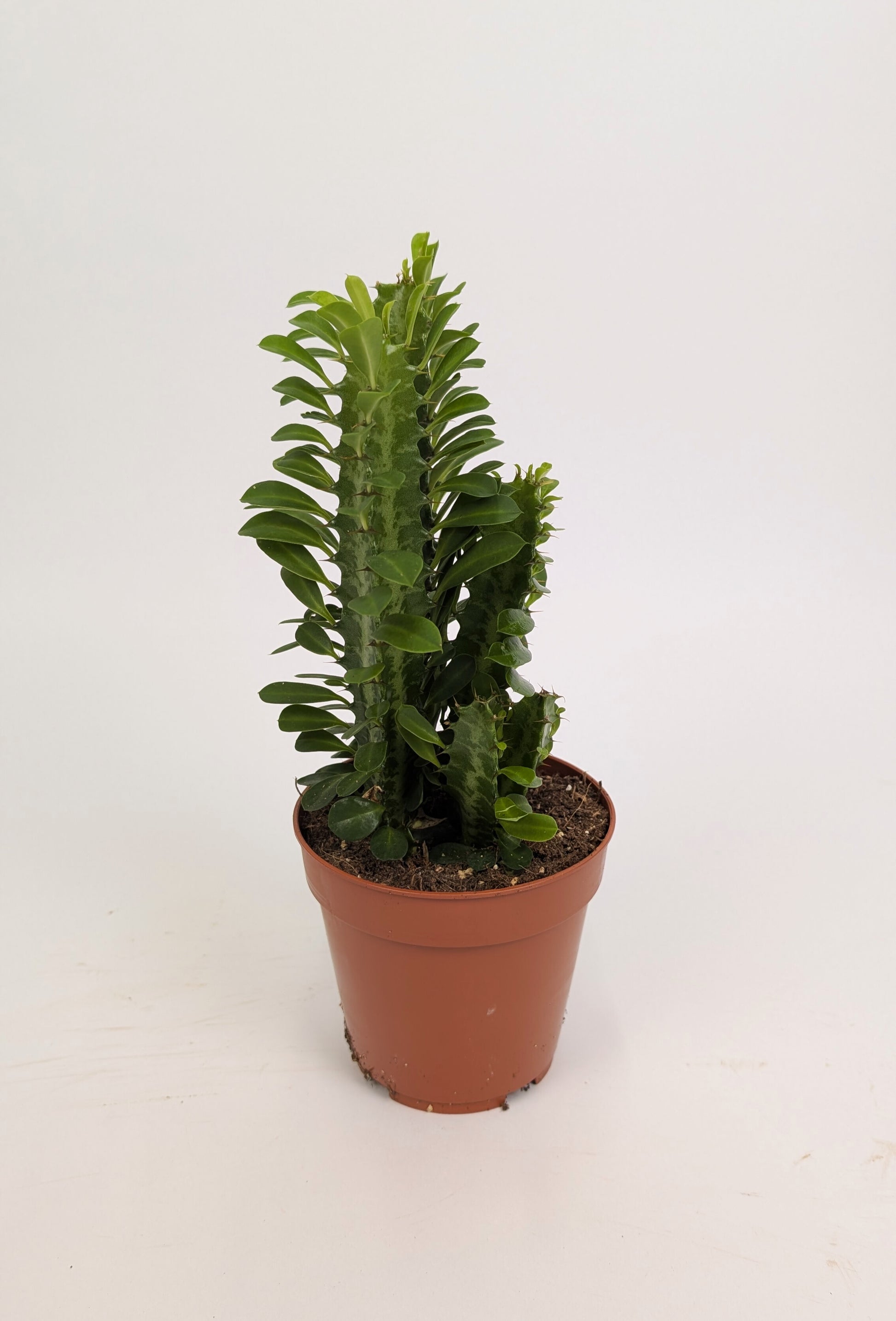 Euphorbia Trigona Cactus 12cm Pot House Plant