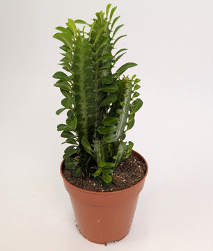 Euphorbia Trigona Cactus 12cm Pot House Plant
