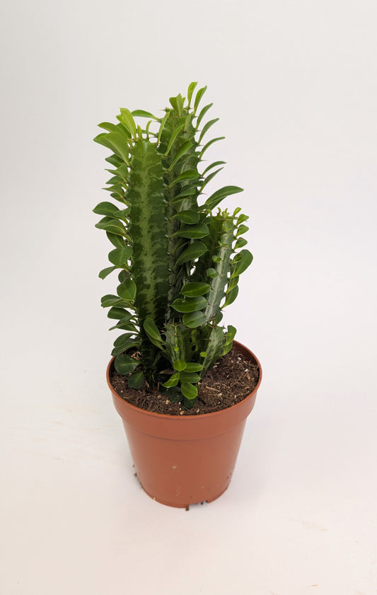 Euphorbia Trigona Cactus 12cm Pot House Plant
