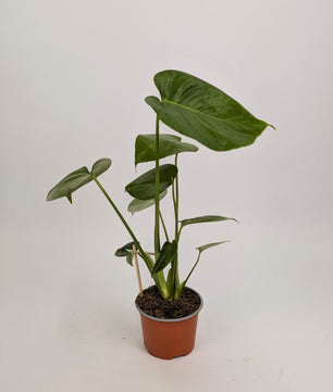 25 - 40cm Monstera Deliciosa 12cm Pot Houseplant
