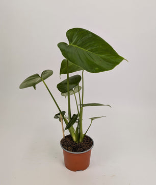 25 - 40cm Monstera Deliciosa 12cm Pot Houseplant