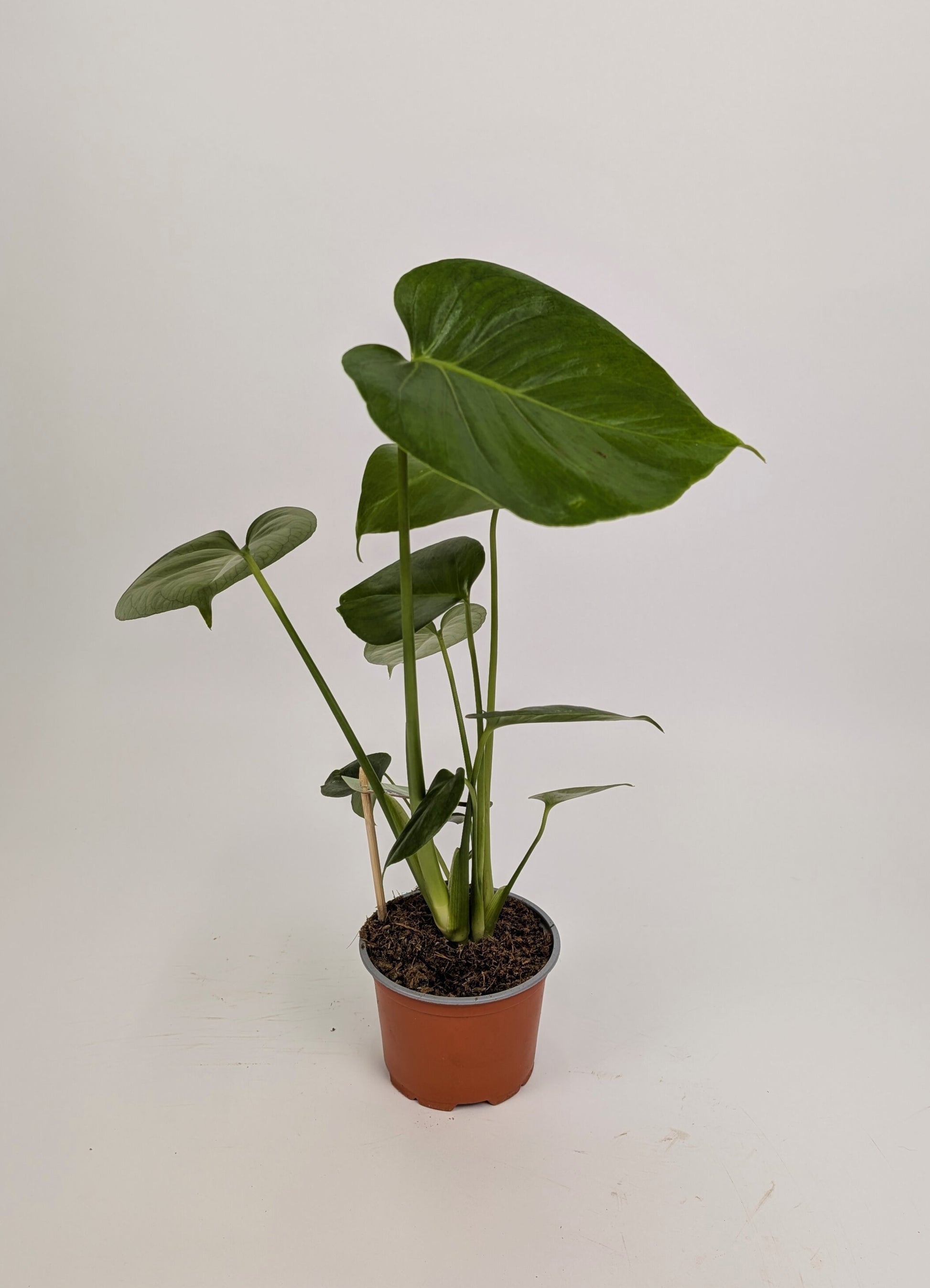 25 - 40cm Monstera Deliciosa 12cm Pot Houseplant