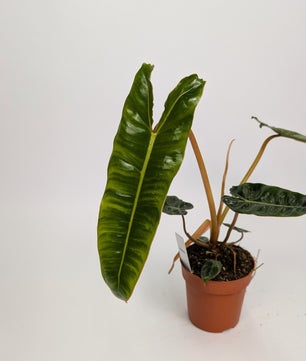 20 - 30cm Philodendron Billietiae 12cm Pot House Plant