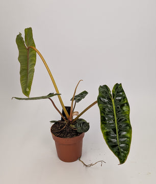 20 - 30cm Philodendron Billietiae 12cm Pot House Plant