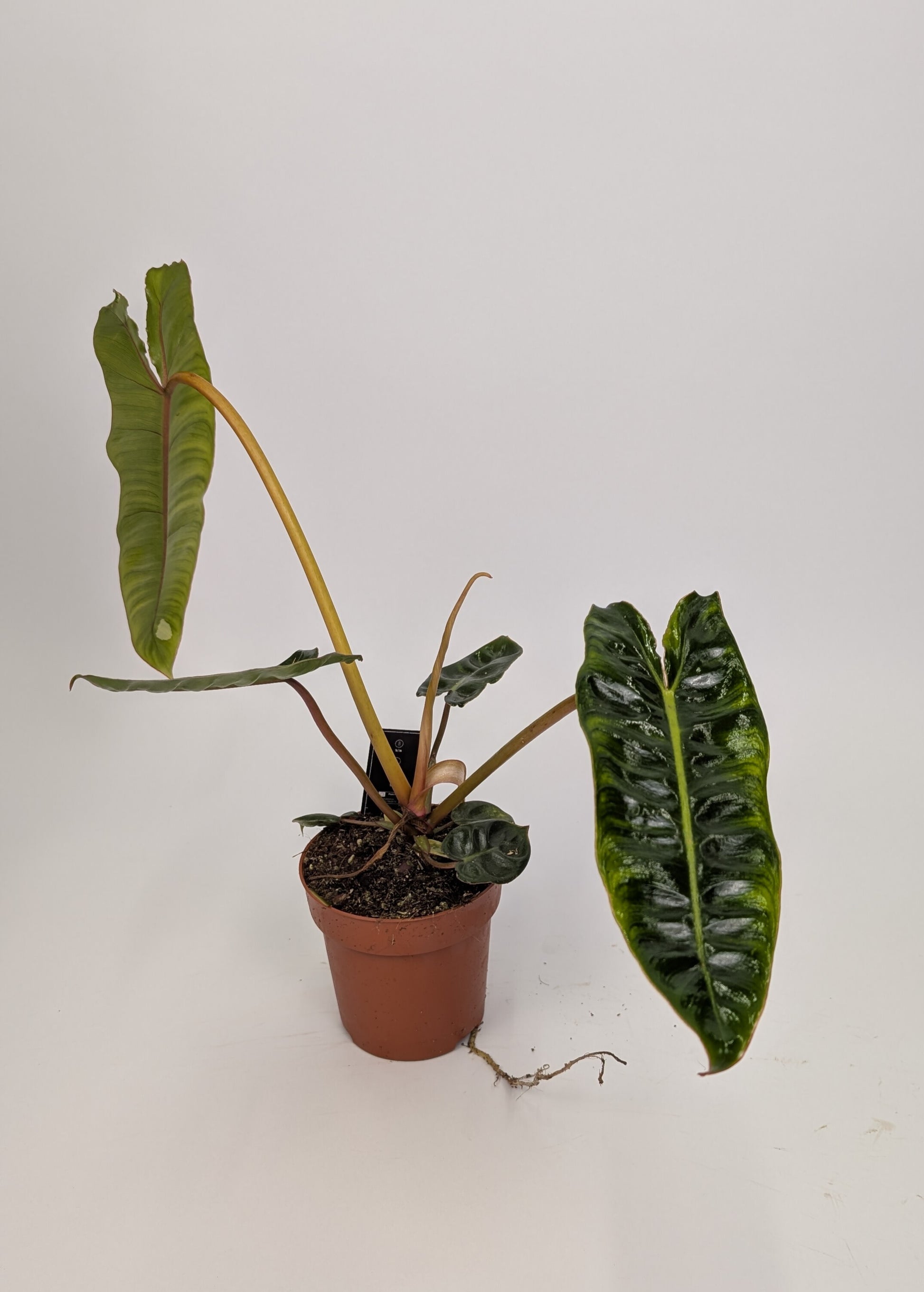 20 - 30cm Philodendron Billietiae 12cm Pot House Plant