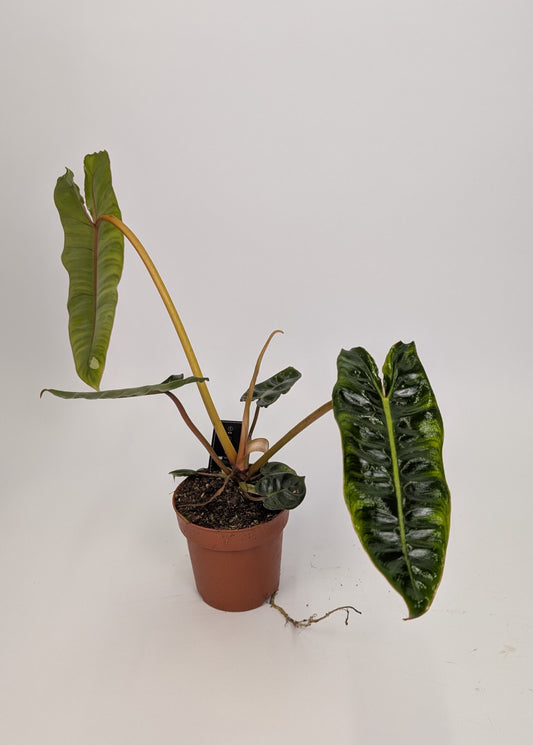 20 - 30cm Philodendron Billietiae 12cm Pot House Plant