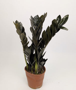 Zamioculcas Zamifolia "Raven" 17cm Pot Houseplant