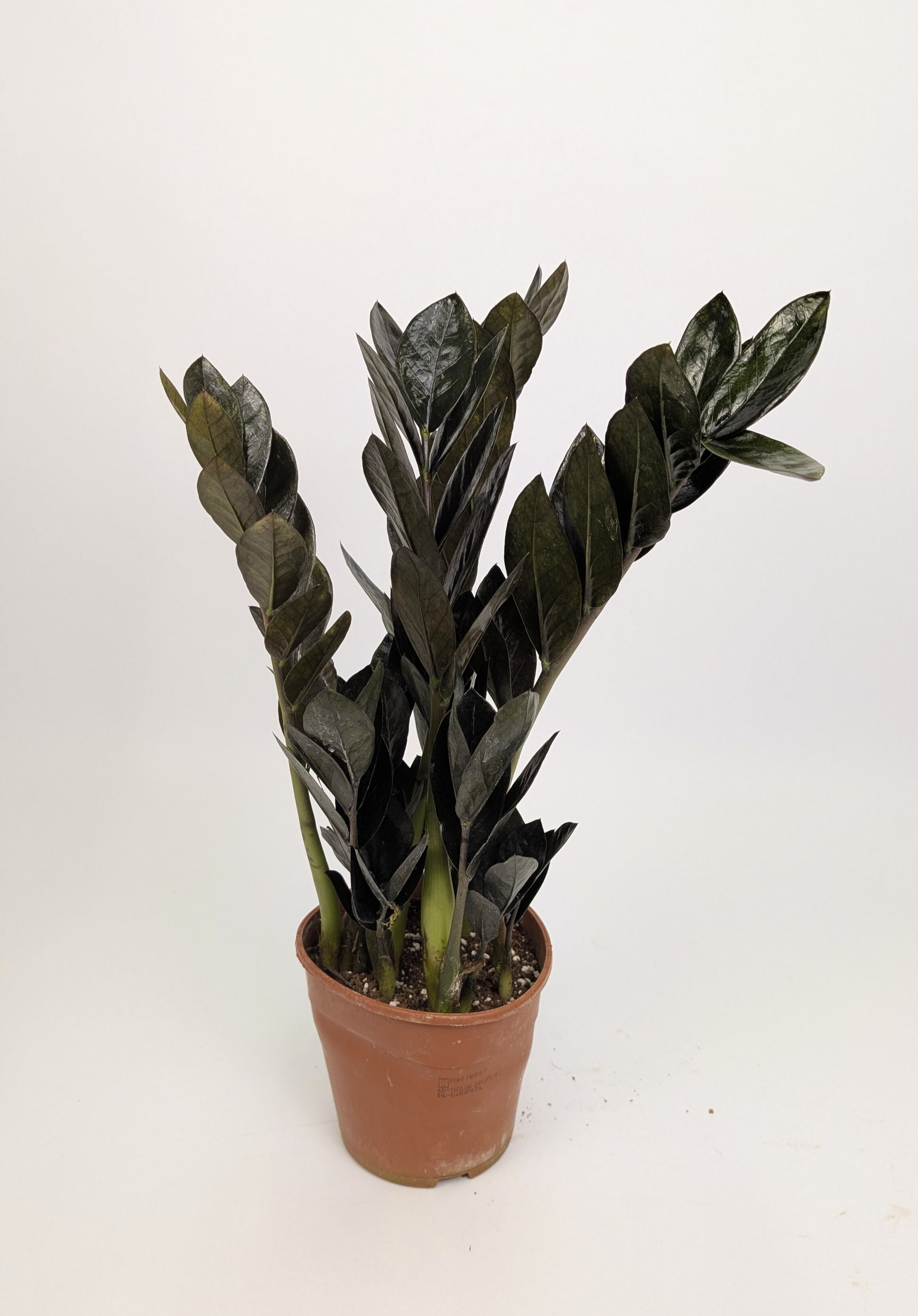 Zamioculcas Zamifolia "Raven" 17cm Pot Houseplant