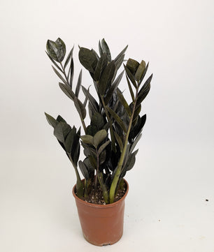 Zamioculcas Zamifolia "Raven" 17cm Pot Houseplant