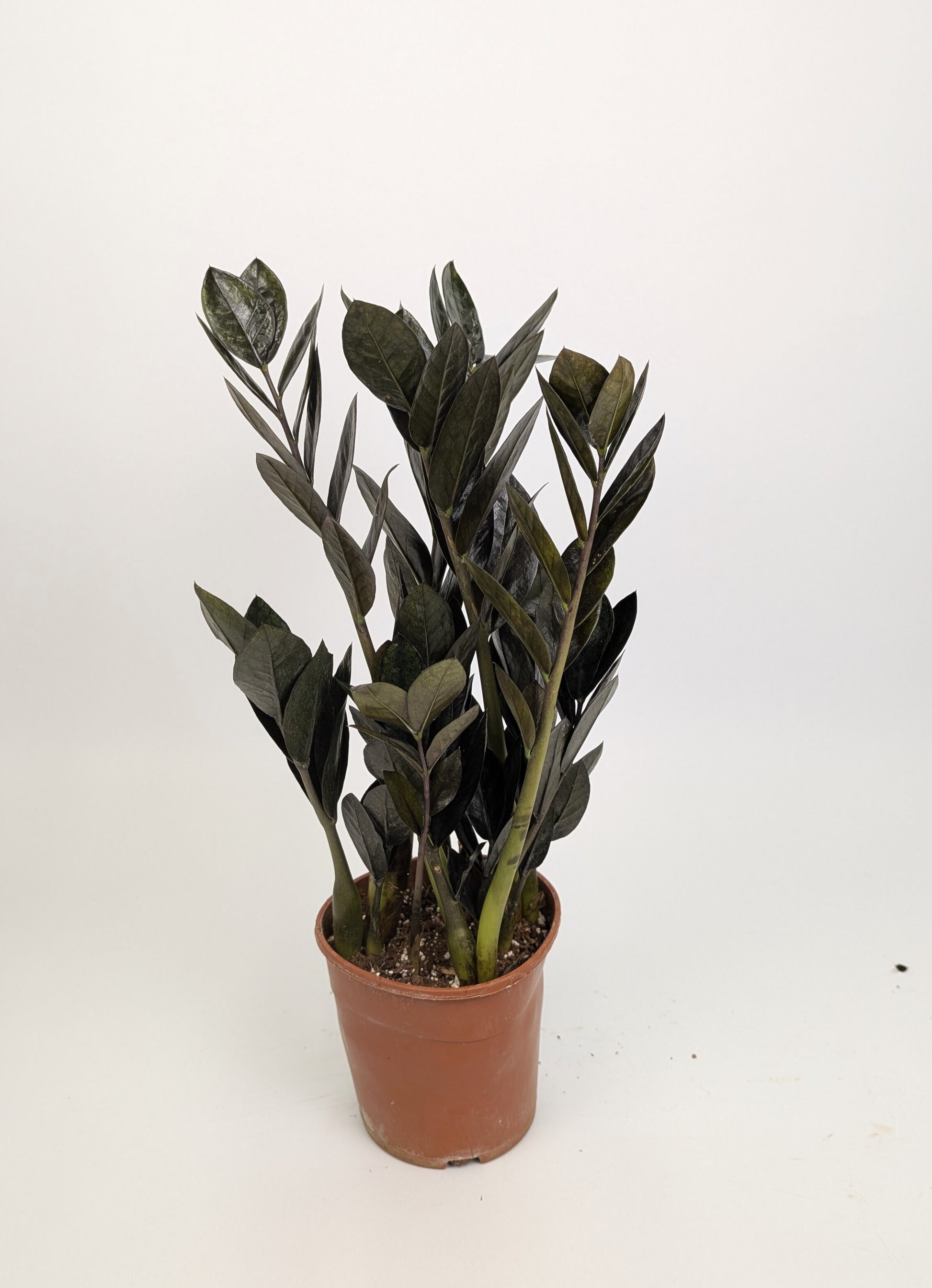Zamioculcas Zamifolia "Raven" 17cm Pot Houseplant