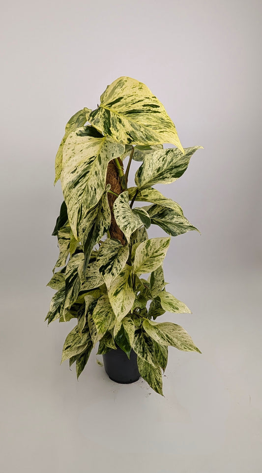 50 - 60cm Epipremnum Snow Leopard Pothos on Mosspole 17cm Pot House Plant