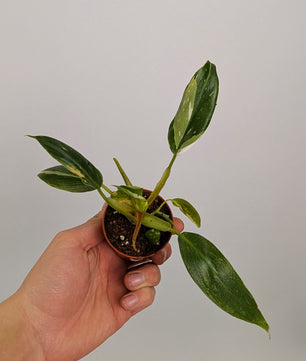 Philodendron White Princess 6cm Pot Houseplant